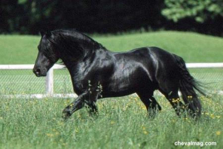 Frison